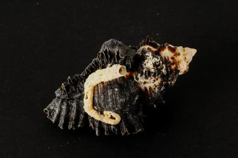 Seashell background texture Foto stock