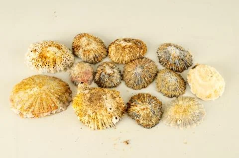 Seashell background texture Stock Photos