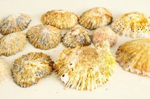 Seashell background texture Foto stock