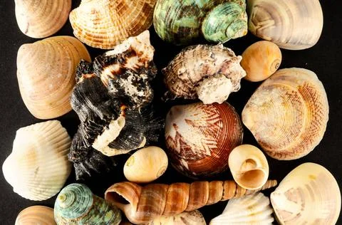 Seashell background texture Seashell background texture lots of sea snails... Stock Photos