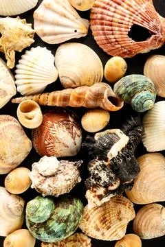 Seashell background texture Seashell background texture lots of sea snails... Stock Photos
