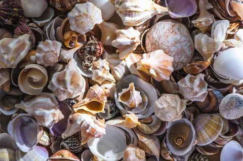 Seashell background. Texture of the shells.1 Stock Photos