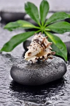 Seashell with basalt stone Foto stock
