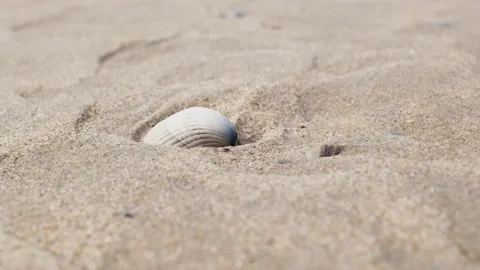 Seashell On The Beach 4K Stock Footage 196287573
