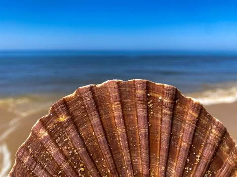 The seashell on the beach background Stock Photos