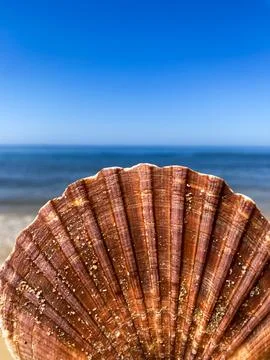 The seashell on the beach background Stock Photos