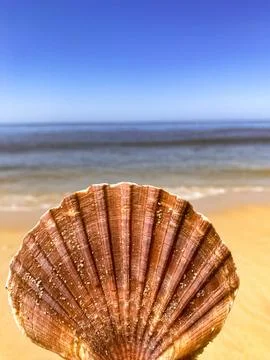 The seashell on the beach background Foto stock