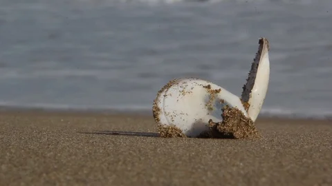 Seashell On The Beach Close-Up Stock-Footage 125702773