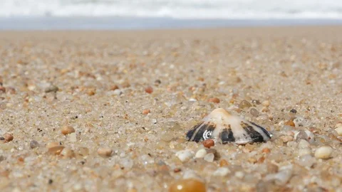Seashell on beach closeup, zoom out with waves crashing on shore in background Stock Footage 108195501