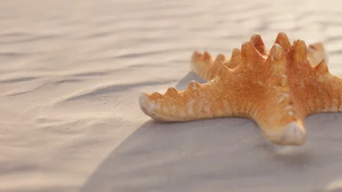 Seashell on the beach during sunset near the water Stock Footage 344517848