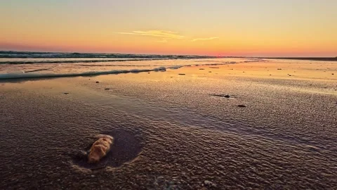 Seashell on Beach During Vibrant Sunset with Gentle Incoming Waves in 4K Stock Footage 327818829