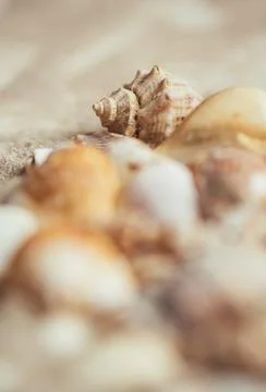 Seashell on the beach. The focus is on the seashell, the other seashells are  Stock Photos