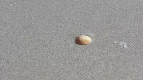 Seashell on the beach Stock Footage 27130239