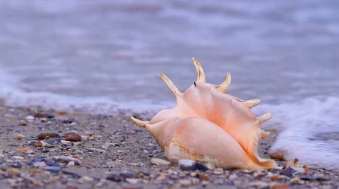 Seashell on the Beach Stock Footage 51396293