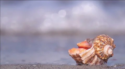 Seashell on the Beach Stock Footage 51396336