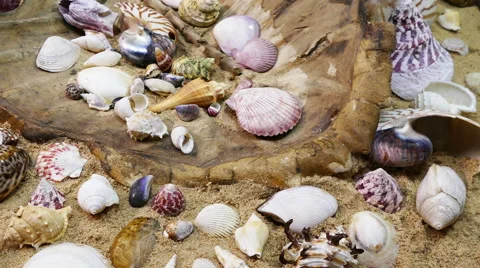 Seashell on the beach Stock Footage 64594171