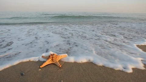 Seashell on a beach Stock Footage 96003436