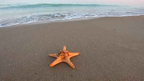 Seashell on a beach Stock Footage 96003665