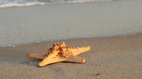 Seashell on a beach Stock Footage 96003768