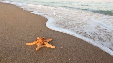 Seashell on a beach Stock Footage 96003778
