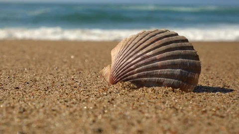 Seashell on the Beach Stock Footage 105486525