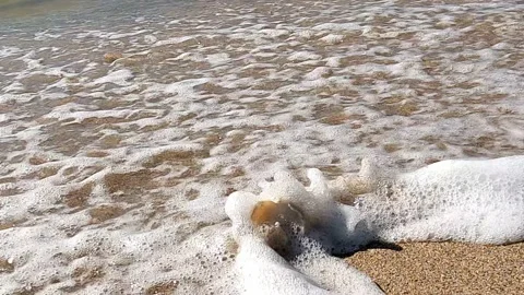 Seashell on the beach Stock Footage 142637798