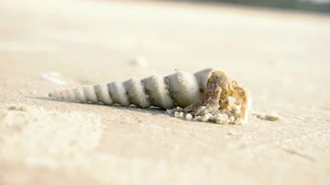 Seashell on the beach Stock Footage 146153195