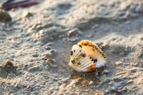 A seashell on the beach in the morning Stock Photos