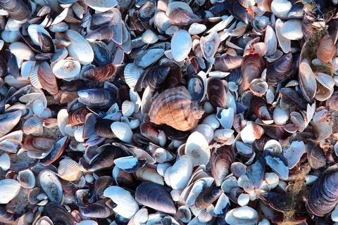 Seashell on the beach natural background Stock Photos