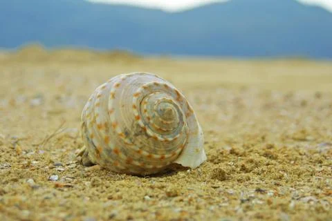 Seashell on a beach Stock Photos