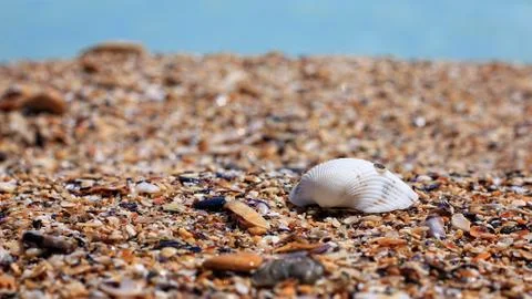 Seashell on Beach Stock Photos