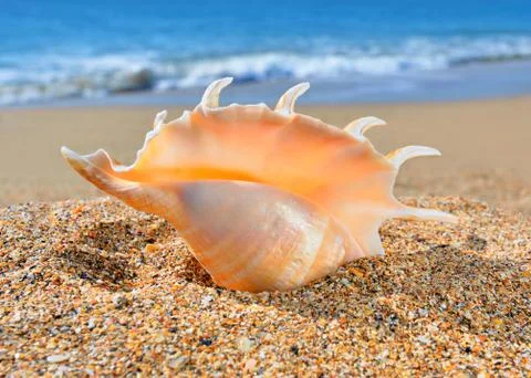 Seashell on the beach Stock Photos
