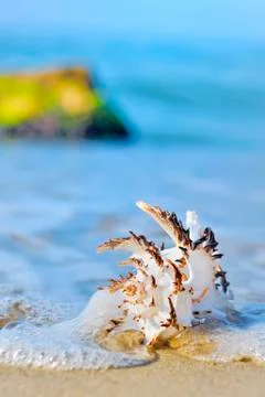 Seashell on the beach Stock Photos