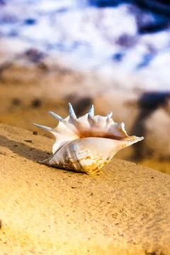Seashell on the beach Stock Photos