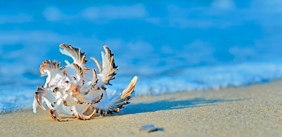 Seashell on the beach Stock Photos