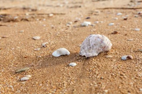 Seashell on the beach 库存照片