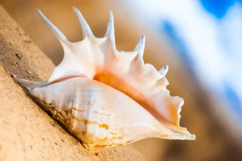 Seashell on the beach Stock Photos