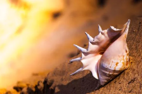 Seashell on the beach Stock Photos