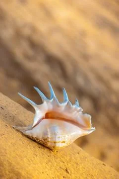 Seashell on the beach Stock Photos