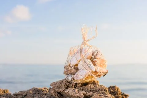 Seashell on the beach Stock Photos