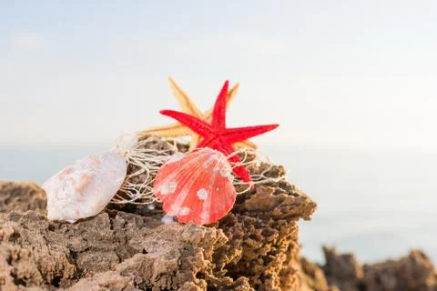 Seashell on the beach Stock Photos