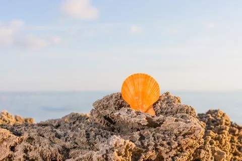 Seashell on the beach Stock-Fotos