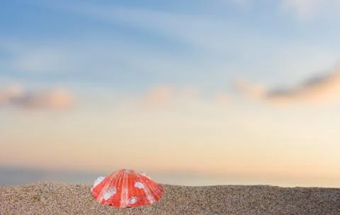 Seashell on the beach Photos