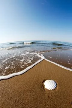 Seashell on a beach Stock Photos