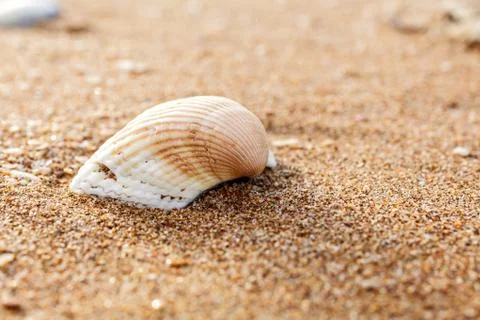 Seashell on the beach Фото