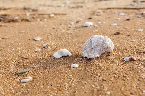 Seashell on the beach 库存照片