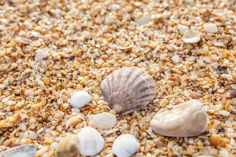 Seashell on the beach 库存照片