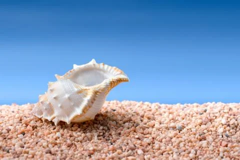Seashell on a beach Stock Photos