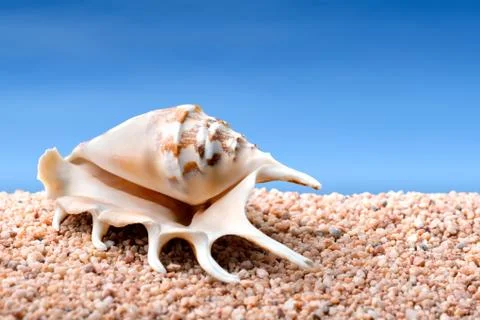 Seashell on a beach Stock Photos