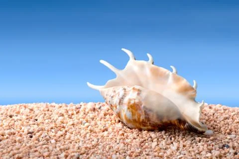 Seashell on a beach Stock Photos